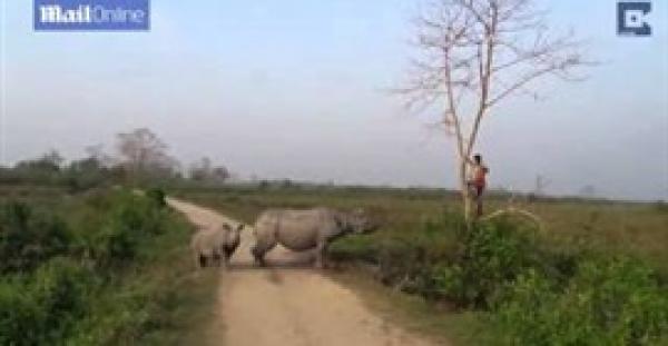 بالفيديو.. وحيد قرن غاضب يطارد رجلا أعلى شجرة