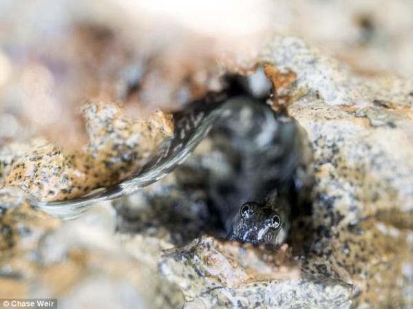 بالصور: سمكة تخشى الماء