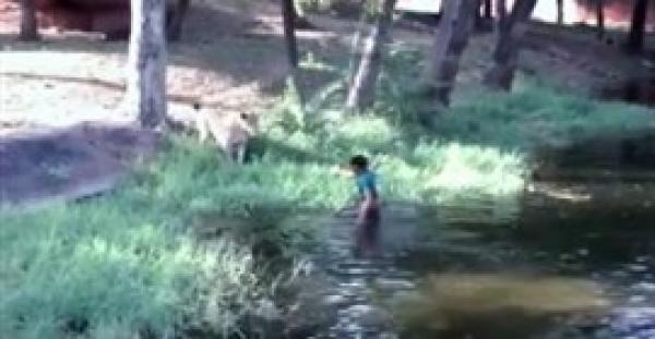 بالفيديو.. رجل سكران حاول مصافحة الأسود