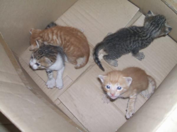 خايبة فتعاويدة ...قطط صغيرة أمام منزل قائد ملحقة ببني ملال تستنفر رجال الأمن  والشكوك حول سحر وشعودة