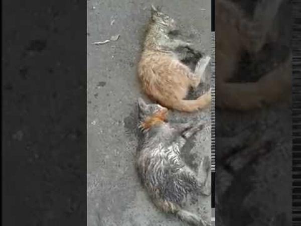 خطير مشعوذة بحي سباتة تضع سحرها على 4 قطط