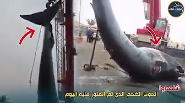 عملية نقل الحوت الضخم الذي عثر عليه اليوم بميناء طانطان