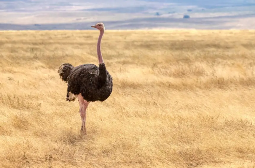 5 خرافات شائعة حول الطيور وحقيقتها العلمية