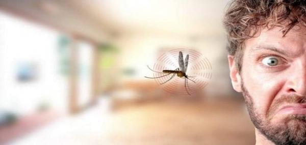 طرق بسيطة للتخلص من الناموس في المنزل نهائياً