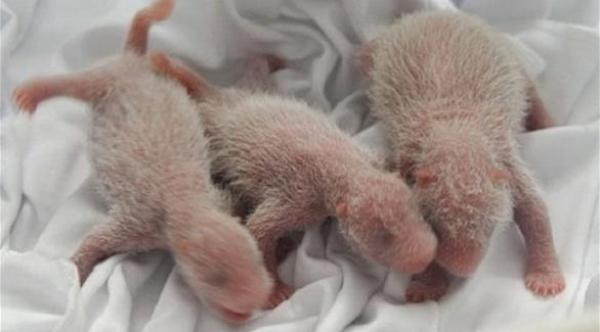 بالصور: باندا تضع 3 توائم في الصين