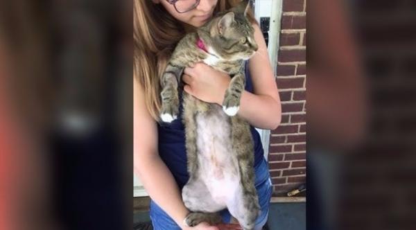 الشرطة الأمريكية تبحث عن سبب خطف سبع "قطط حليقة"