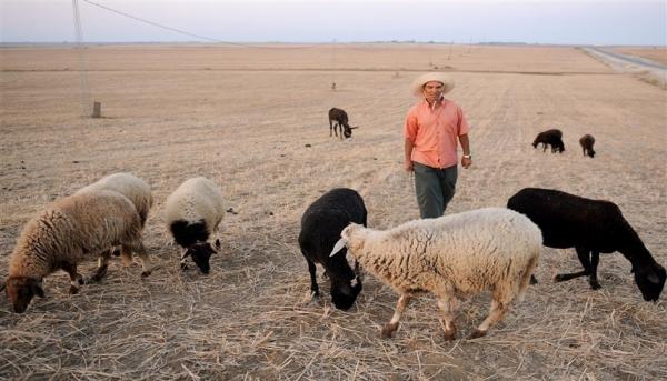 دراسة: الوجود قرب الأغنام يخفف مستويات التوتر