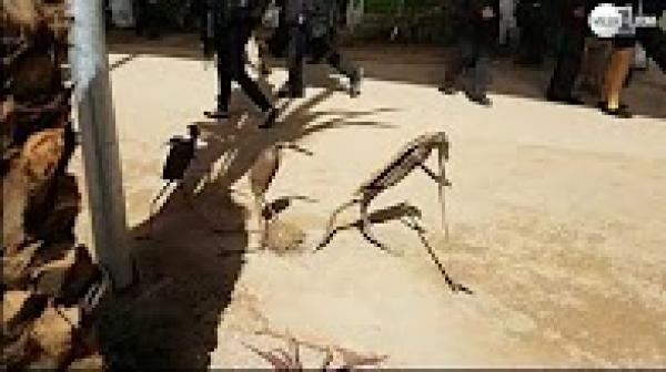 عوادم السيارات تتحول إلى تحف تضفي رونقا على فضاء "كوب22"