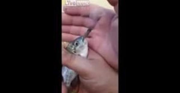 بالفيديو.. سمكة تدخن سيجارة بصحبة صياديها