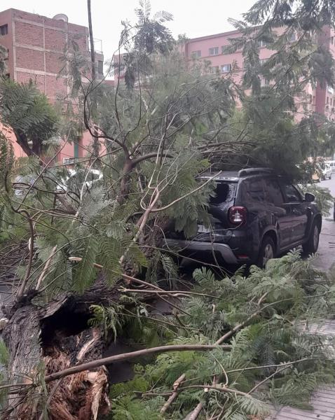 سقوط شجرة بحي جليز... أشجار تهدد حيوات وممتلكات المواطنين