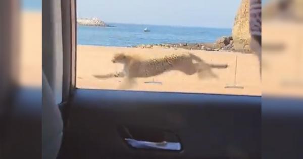 فهد يعدو بسرعة كبيرة في شوارع سلطنة عمان(فيديو)