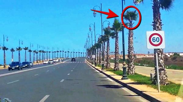 حرام هدشي : مئات أشجار النخيل بالشريط الساحلي للرباط تموت عطشا على مرأى من المسؤولين