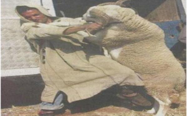 خروف يضحي بصاحبه قبل أن يضحي به بالجزائر