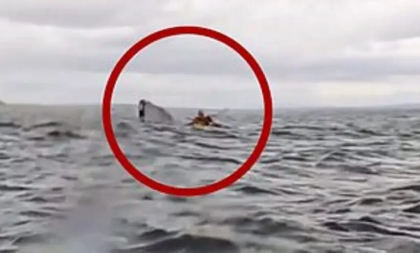 فيديو مرعب.. حوت ضخم يبتلع شابا أمام أنظار والده في عرض البحر