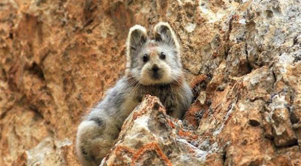 بالصور: رصد "الأرنب السحري" بعد اختفائه 20 عاماً