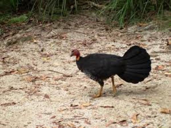 عائلة سويدية تطلب الشرطة بعد محاصرة «ديك بري» لمنزلهم