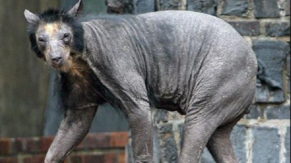 شبكة "NBC" الأمريكية : "دواعش" يحلقون الدببة