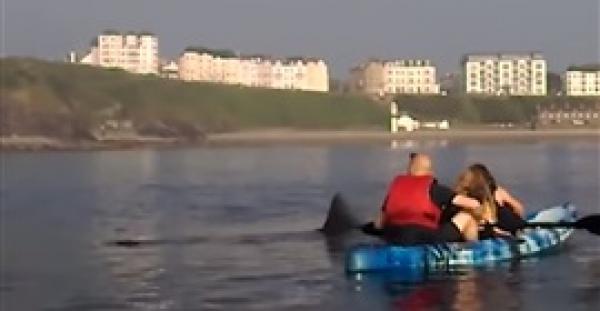 شجاعة ركاب قوارب أمام قرش يسبح حولهم (فيديو)