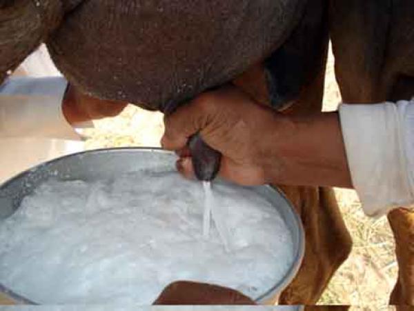 حليب الإبل لعلاج مرض السكري‏