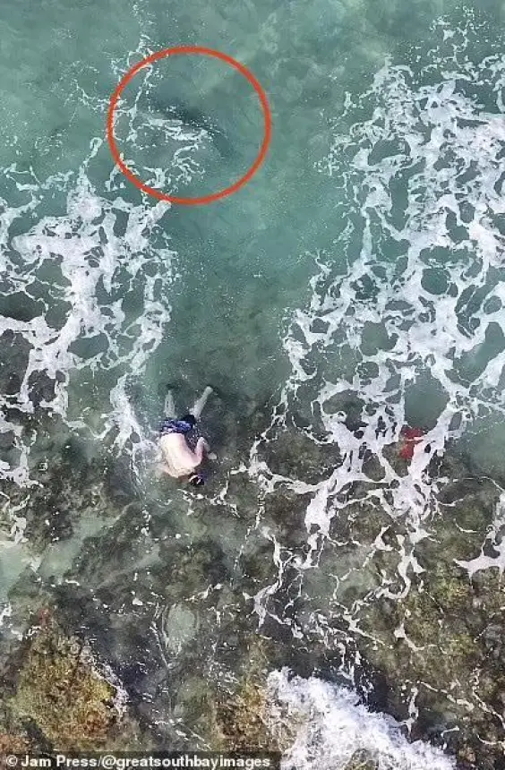 بالفيديو...لحظات مرعبة لقرش يطارد غواصين في فلوريدا