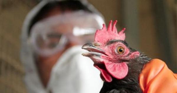 تزايد خطورة مرض "الخدار" بسبب مصل أنفلونزا الطيور