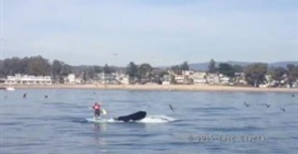 بالفيديو.. رجل ينجو من ابتلاع حوت له بأعجوبة