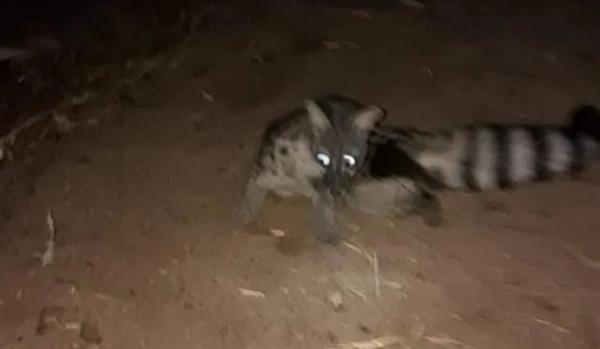 بالصور...حيوان بري مفترس يرعب ساكنة مجموعة من الدواوير نواحي أسفي