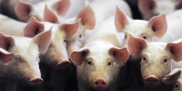 صحفي يكشف عن استخدام جلود الخنازير في صناعة اللبان