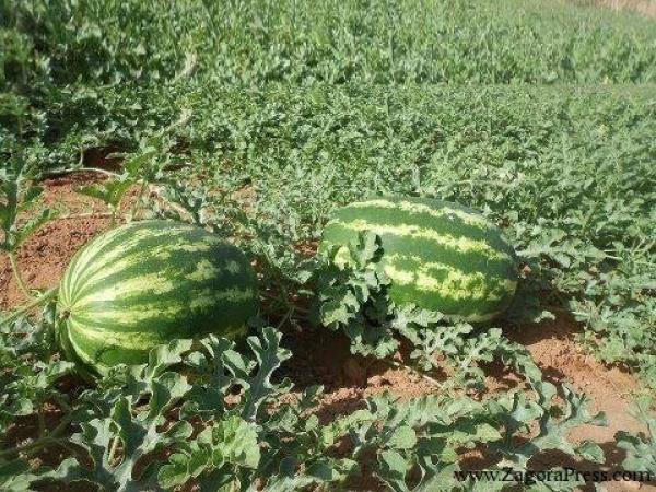 زراعة البطيخ الأحمر بزاكورة بين إكراهات ندرة الماء ووفرة الإنتاج