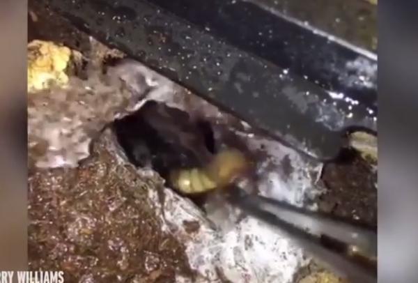 بالفيديو: حاول إخراج يرقة من حفرة فحدث ما لم يتوقعه