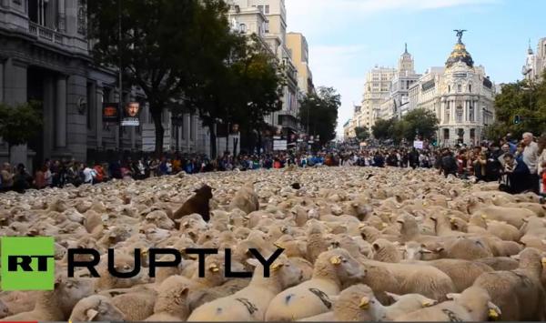 بالفيديو .. تدفق هائل للخراف في شوارع مدريد !