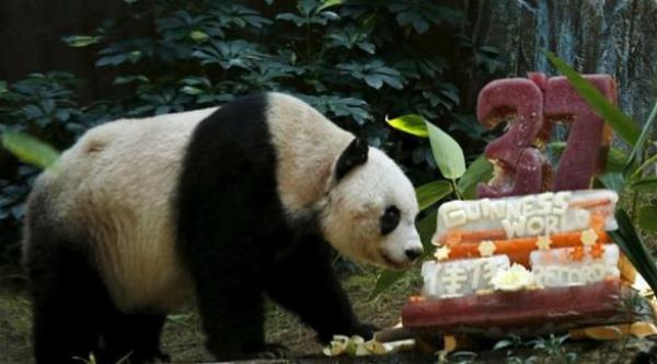 القتل الرحيم لأقدم باندا حبيسة في العالم في هونغ كونغ