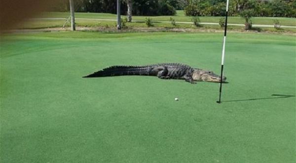  عض التمساح الاسترالي عند مجرى "بالمر سي ريف" في ميناء دوجلاس بولاية كوينزلاند (تعبيرية) 