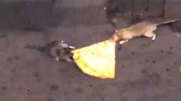 شاهد .. «صراع» بين فأرين على قطعة بيتزا