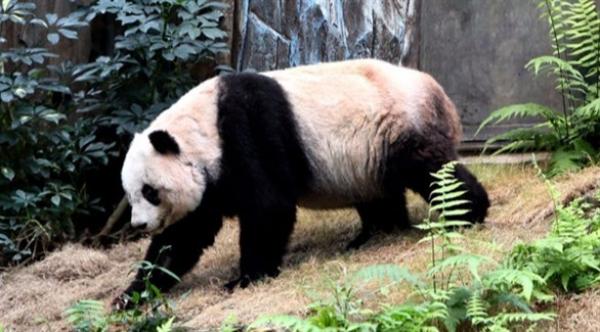 أكبر باندا في العالم يتوفى بالسرطان عن عُمر 31 عاماً