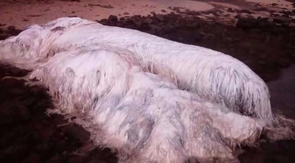 ما هو سرّ هذا الجسم الضخم؟