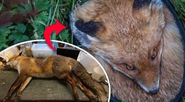 بريطانية تصنع حقائب مرعبة من الحيوانات الميتة