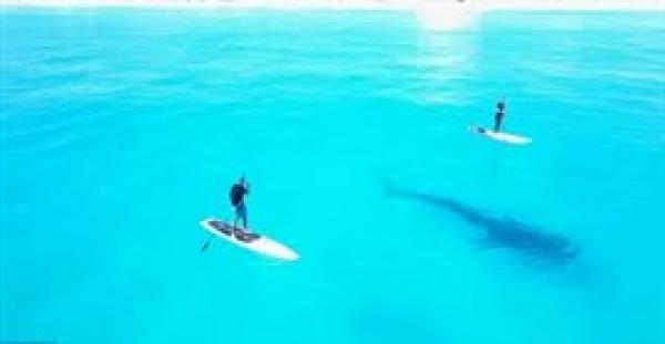 بالفيديو والصور.. حوت يسبح أسفل راكبي قارب دون علمهما