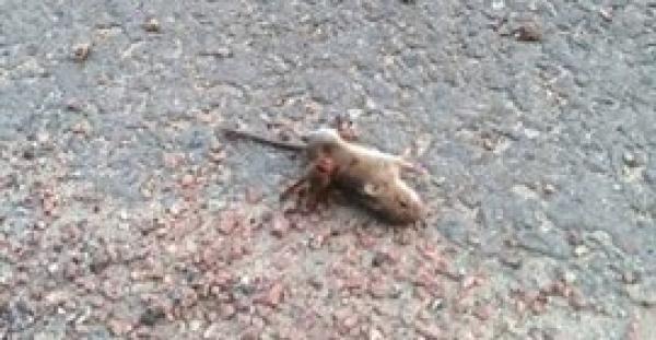 معركة بين فأر ودبور والنتيجة غير متوقعة