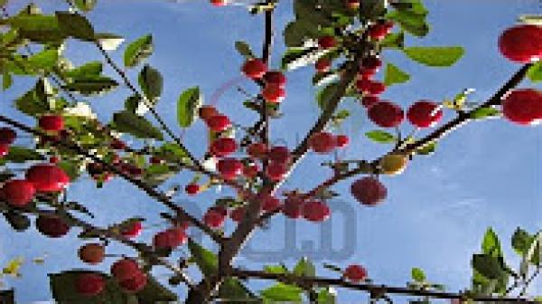 فوائد الكرز، 9 فوائد مدهشة للكرز لعلاج الكثير من الامراض