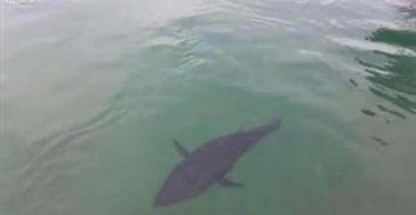 بالفيديو.. سمكة تبتلع طائر نورس وتلفظه حيًا تحت الماء