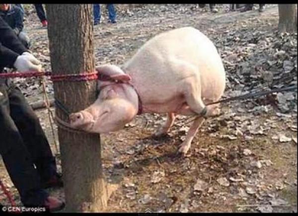 بالفيديو: خنزيرة تنهش طفلاً لحماية صغارها