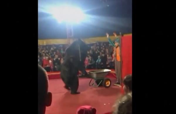 شاهد: لحظة هجوم دب على مدربه خلال عرض في سيرك روسي