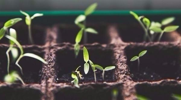 عالمة تطور نباتات تقاوم التغير المناخي والفيضانات والجفاف