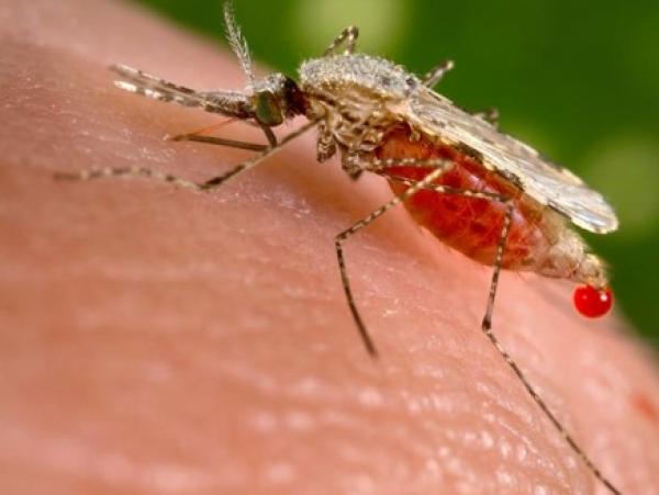 البعوض يغلق مصنعاً للسيارات الصناعية بالجزائر