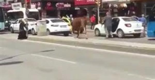 بالفيديو.. عجل هائج يلقن فتاة ضربة قوية جعلتها تطير في الهواء