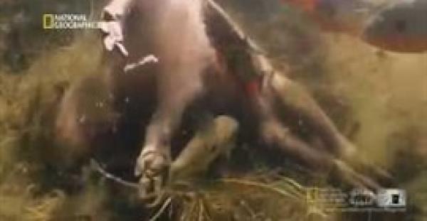 بالفيديو.. سرب أسماك يفترس طائرا في دقائق بطريقة «مفزعة» !