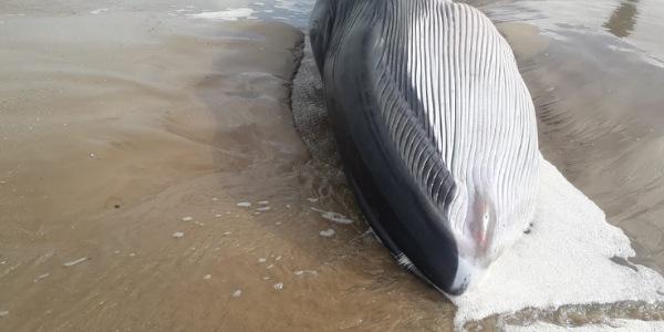 البحر يلفظ جثة حوت ضخم نافق بشاطى أخفنير نواحي طرفاية