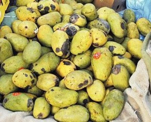 خطير ... 600 طن من الفواكه الفاسدة تغزو المغرب