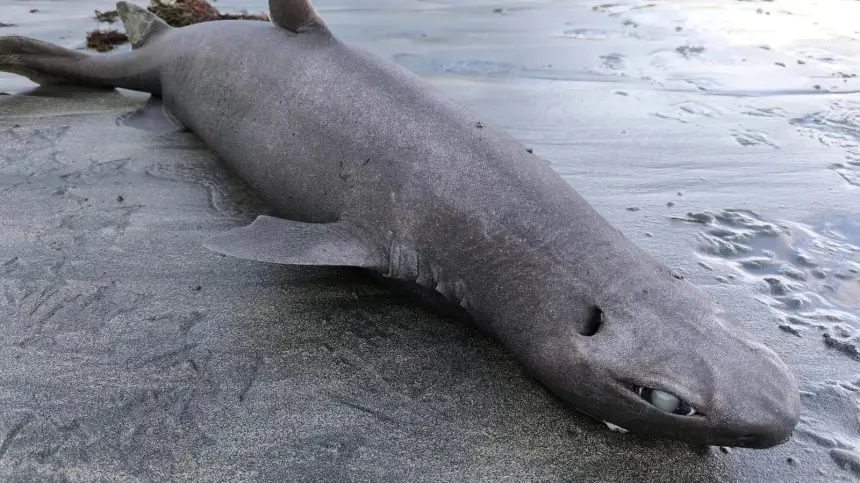 “قرش الأنمي” يلفظ أنفاسه على شاطئ إسباني ويكشف عن مفاجأة بيولوجية نادرة